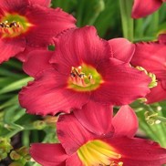 Hemerocallis hybrid 'Pardon Me'