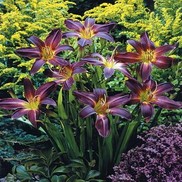 Hemerocallis hybrid 'Purple Water'