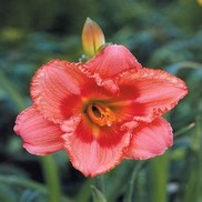 Hemerocallis hybrid 'Strawberry Candy'