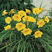 Hemerocallis hybrid 'Stella D'oro'