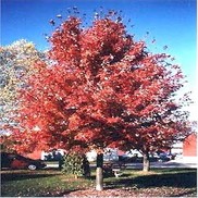 Acer freemanii 'Autumn Blaze'