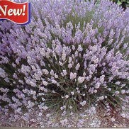 Lavandula x intermedia 'Provence'