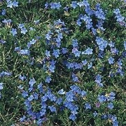Lithodora diffusa 'Grace Ward'