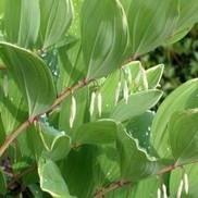 Polgonatum odoratum 'Variegatum'
