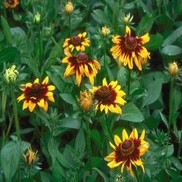 Rudbeckia hirta 'Sonora'