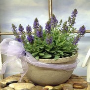 Salvia nemerosa 'Marcus'