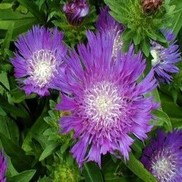 Stokesia laevis 'Honeysong Purple'