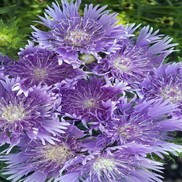 Stokesia laevis 'Peachie's Pick'