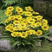 Coreopsis  'Little Sundial'