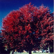 Acer freemanii 'Autumn Fantasy'