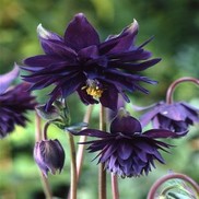 Aquilegia vulgaris 'Black Barlow'