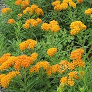 Asclepias tuberosa 'Butterfly Milkweed'