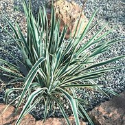 YUCCA 'BRIGHT EDGE'