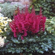 Astilbe chinensis 'Visions in Red'