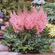 Astilbe chinensis 'Visions in Pink'
