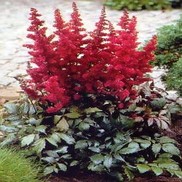 Astilbe arendsii 'Fanal'