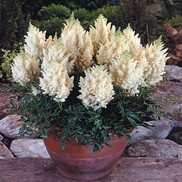 Astilbe arendsii 'Weisse Gloria'