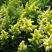 Solidago  'Little Lemon'