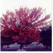Acer rubrum 'Autumn Flame'