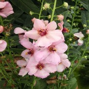 Verbascum  'Jackie in Pink'