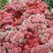 Sedum  'Abbey Dore'