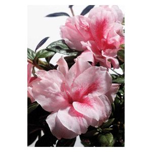 Azalea Rhododendron hybrid 'Robleo'