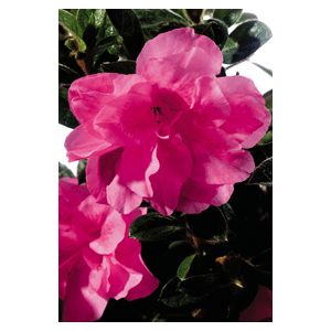 Azalea Rhododendron hybrid 'Roblec'