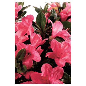 Azalea Rhododendron hybrid 'Conlef'