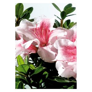 Azalea Rhododendron hybrid 'Robled'