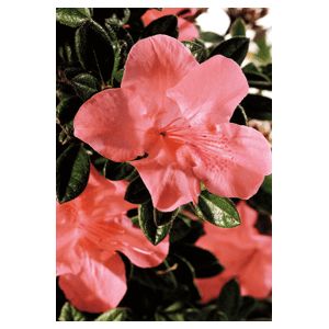 Azalea Rhododendron hybrid 'Conled'