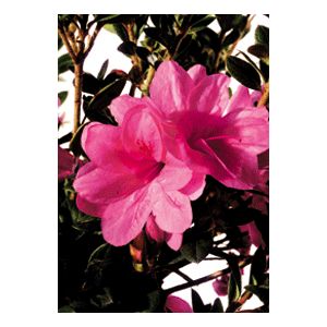 Azalea Rhododendron hybrid 'Conles'