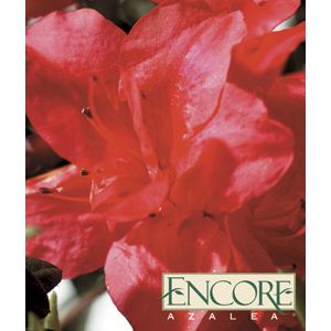 Azalea Rhododendron hybrid 'Conleo'