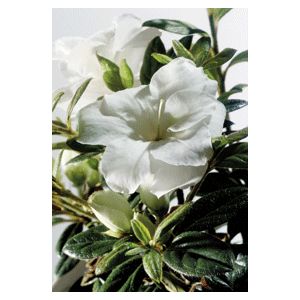 Azalea Rhododendron hybrid 'Rebler'