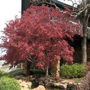 Acer palmatum 'Bloodgood'