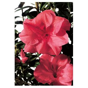 Azalea Rhododendron hybrid 'Roblea'