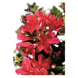 Azalea Rhododendron hybrid 'Conler'