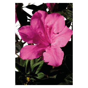 Azalea Rhododendron hybrid 'Roblee'