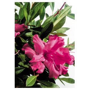 Azalea Rhododendron hybrid 'Roblef'
