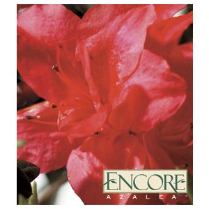 Azalea Rhododendron hybrid 'Roblen'