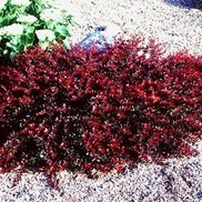 Berberis thunbergii 'Crimson  Pygmy'