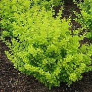 Berberis thunbergii 'Bogozam'