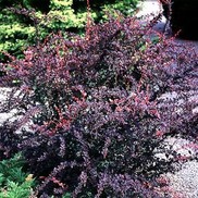 Berberis thunbergii 'Rosy Glow'