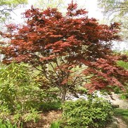 Acer palmatum 'Atro-purpureum'