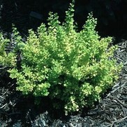 Berberis thunbergii 'Aurea'