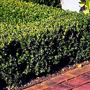 Buxus microphylla 'Winter Gem'