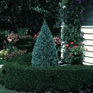 Buxus microphylla 'Wintergreen'