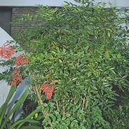 Nandina domestica 'Heavenly Bamboo'