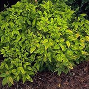 Nandina domestica 'Compacta'