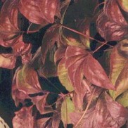 Nandina domestica 'Firehouse'