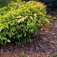 Nandina domestica nana 'Firepower'